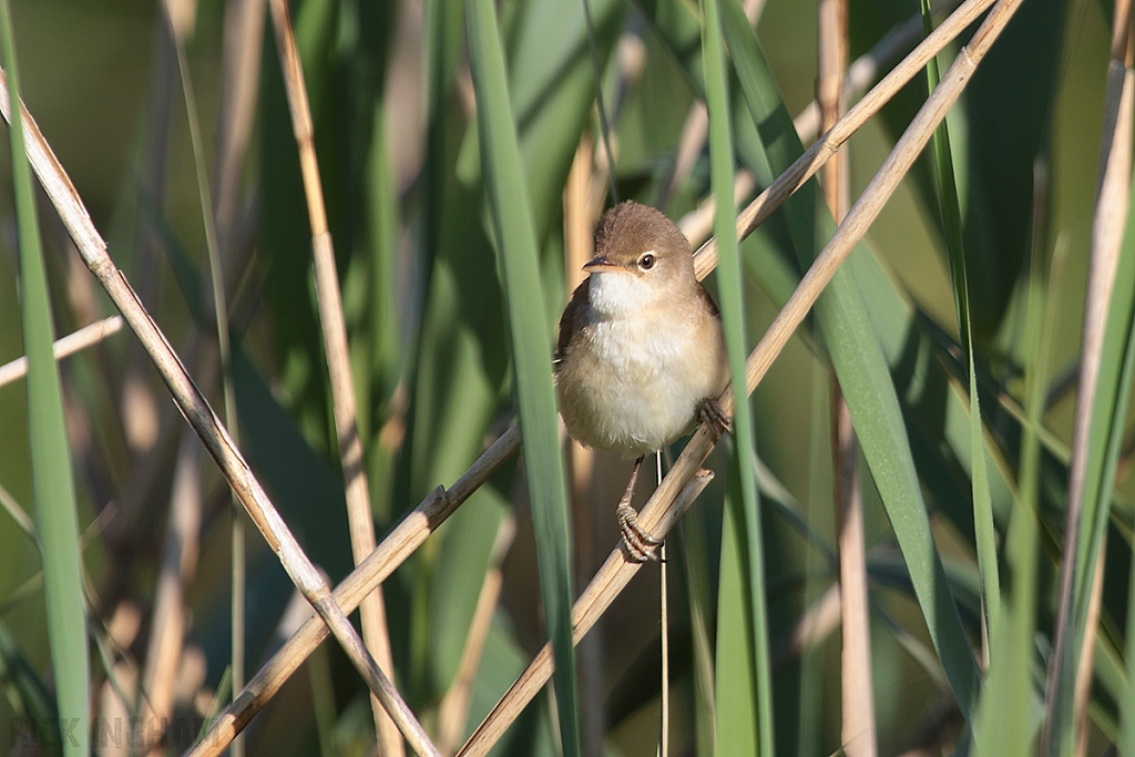 Reed Warbler