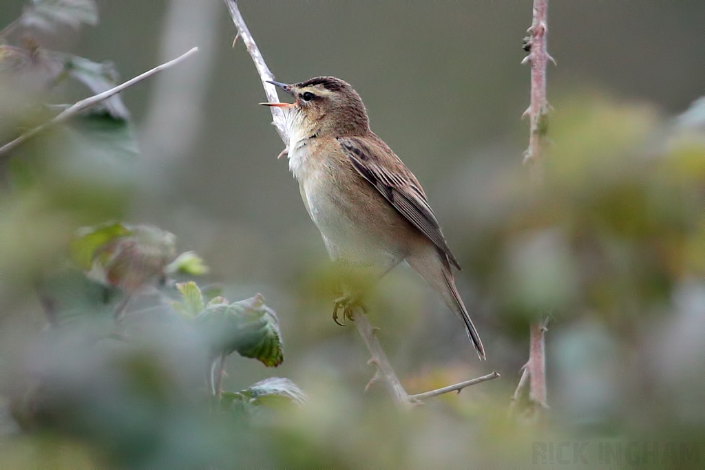 Sedge Warbler