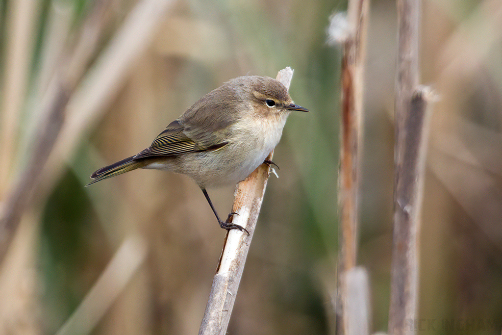 Siberian Chiffchaff