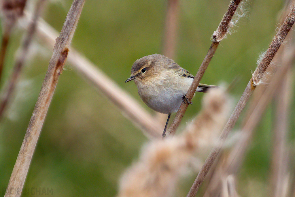 Siberian Chiffchaff