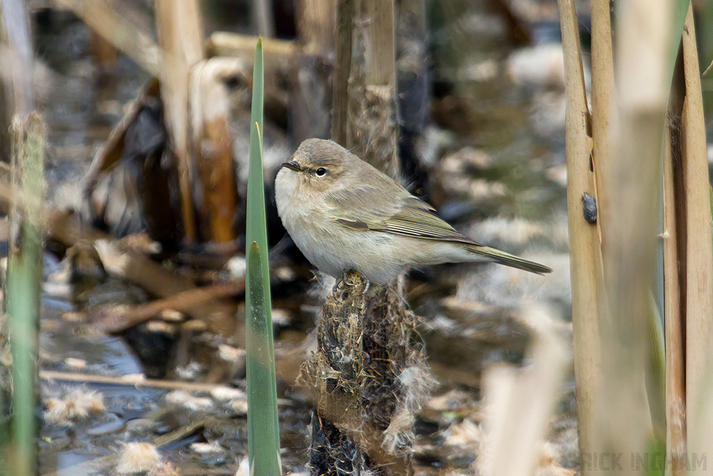 Siberian Chiffchaff