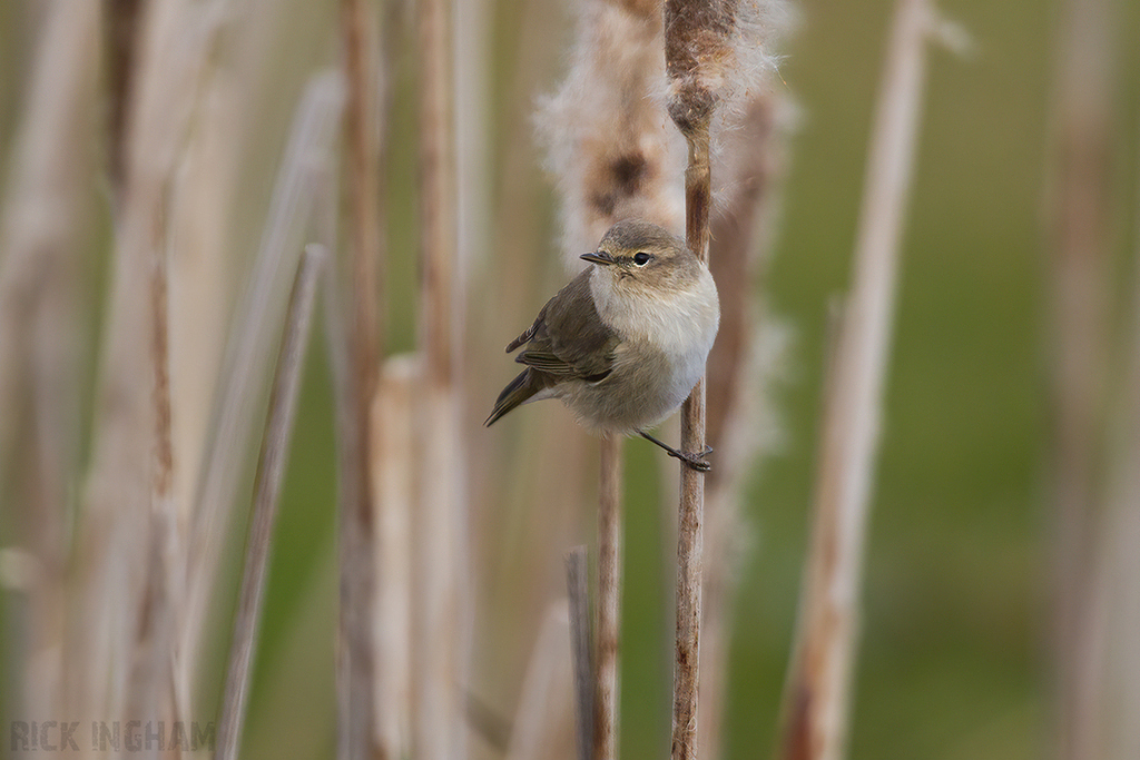 Siberian Chiffchaff
