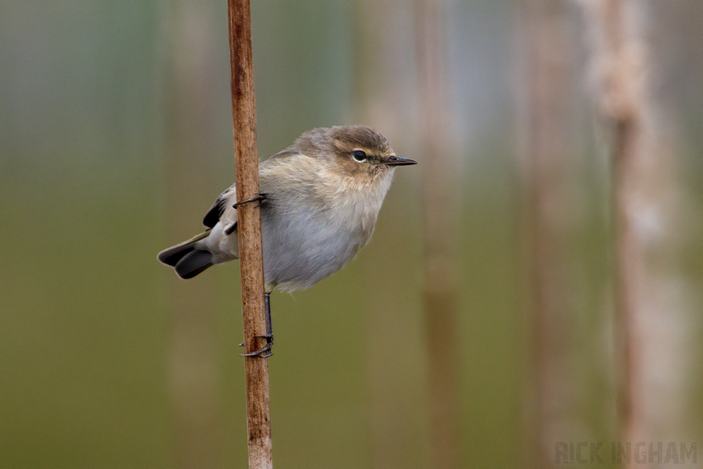 Siberian Chiffchaff