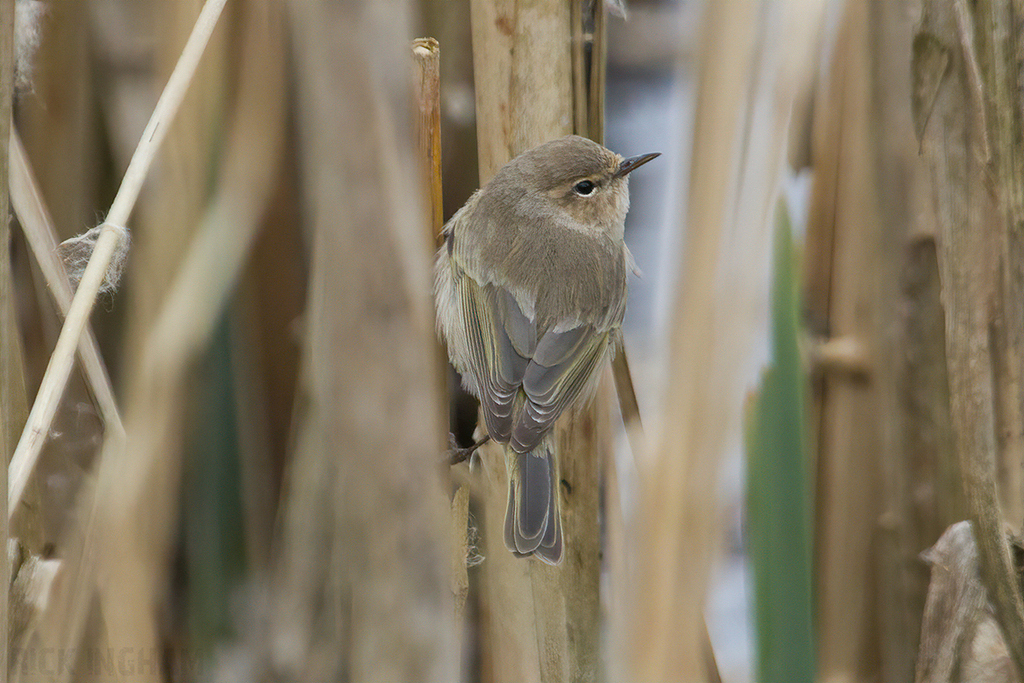 Siberian Chiffchaff