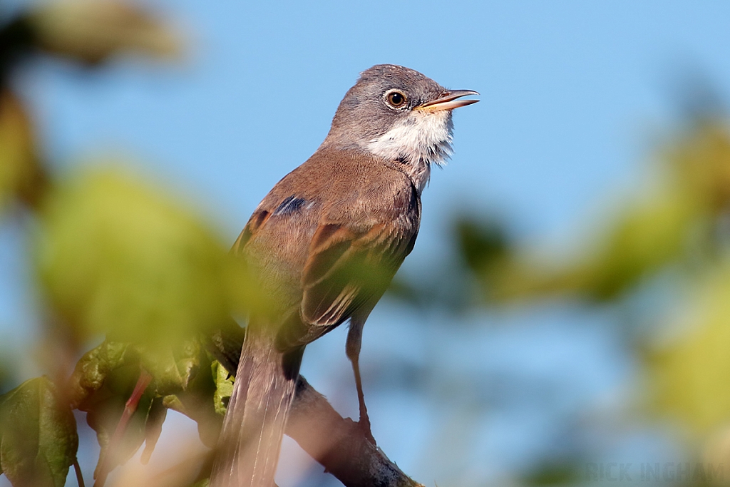 Common Whitethroat