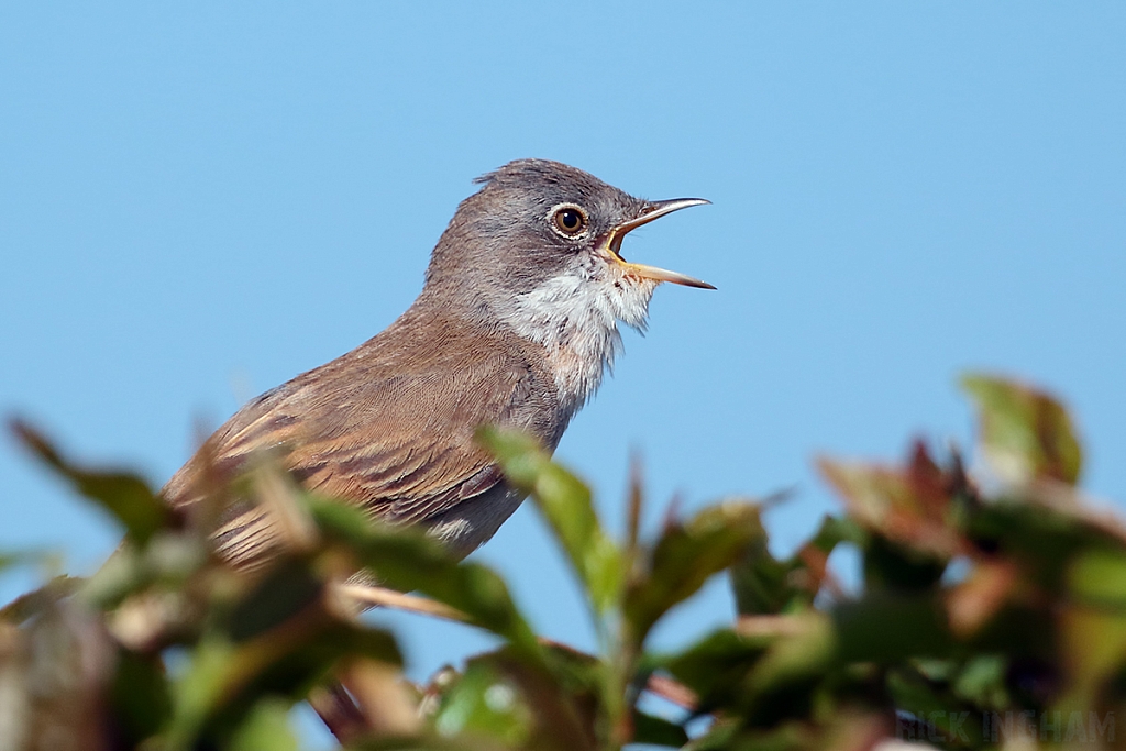 Common Whitethroat