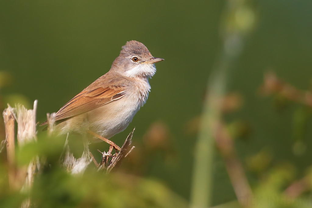 Common Whitethroat