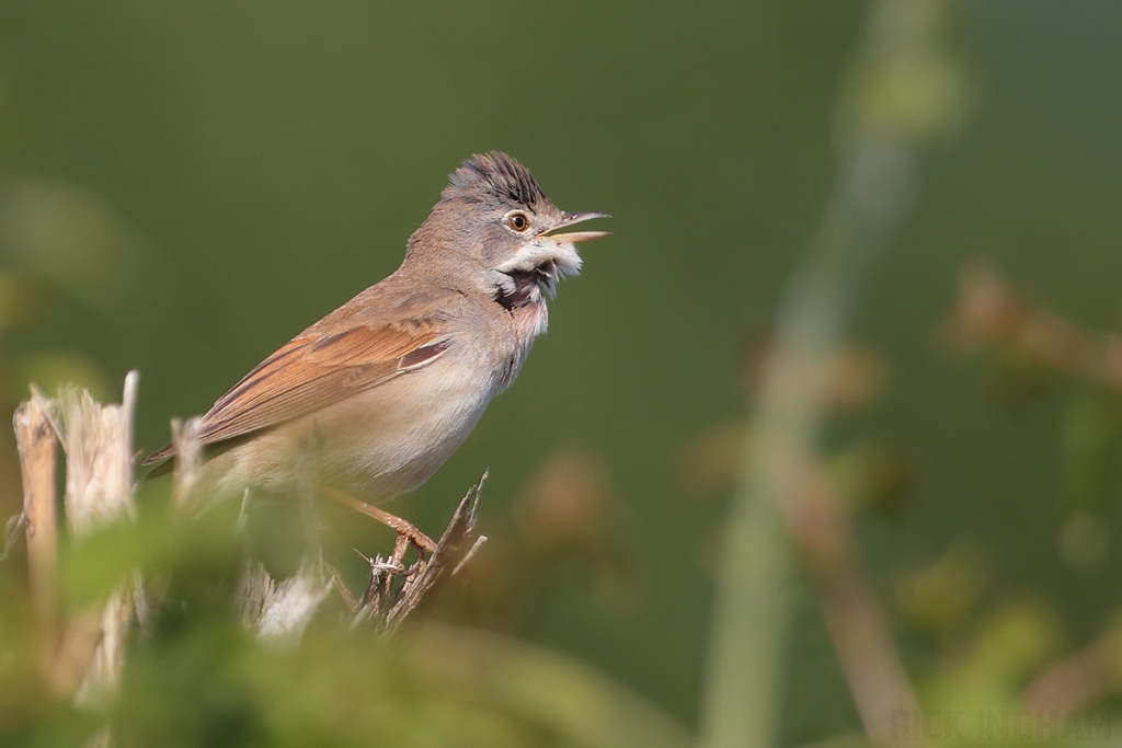 Common Whitethroat