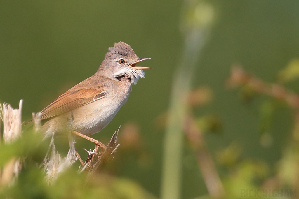 Common Whitethroat