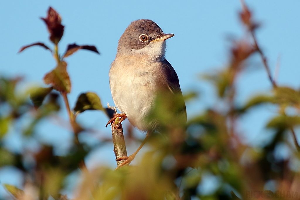 Common Whitethroat