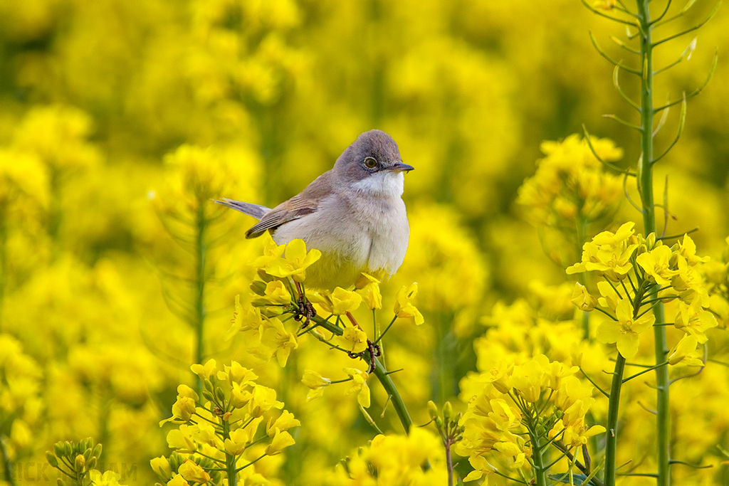 Common Whitethroat