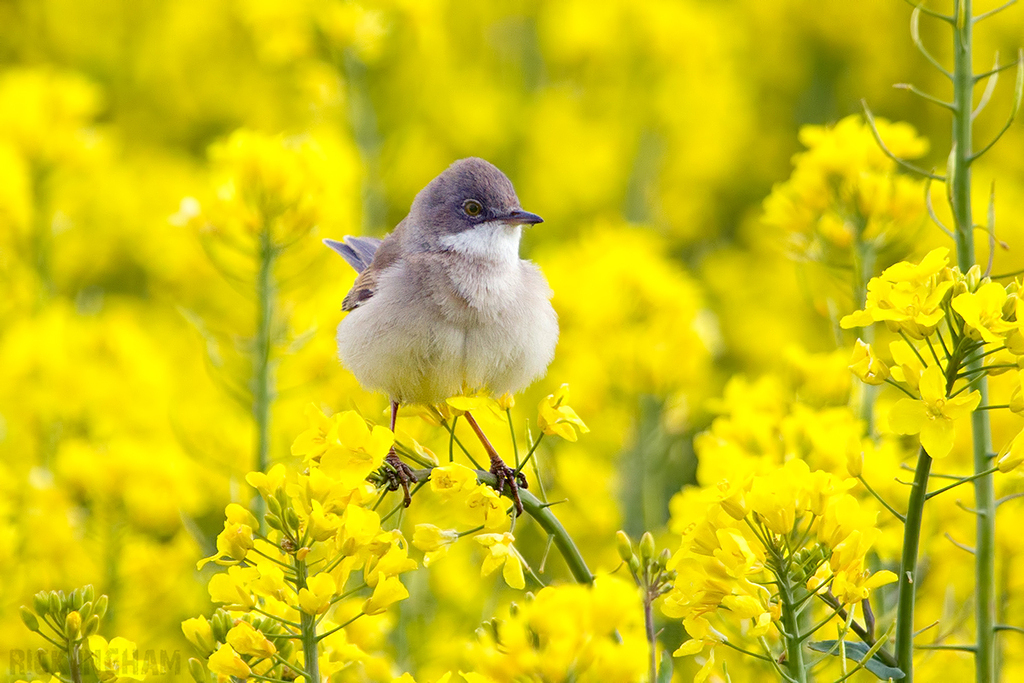 Common Whitethroat