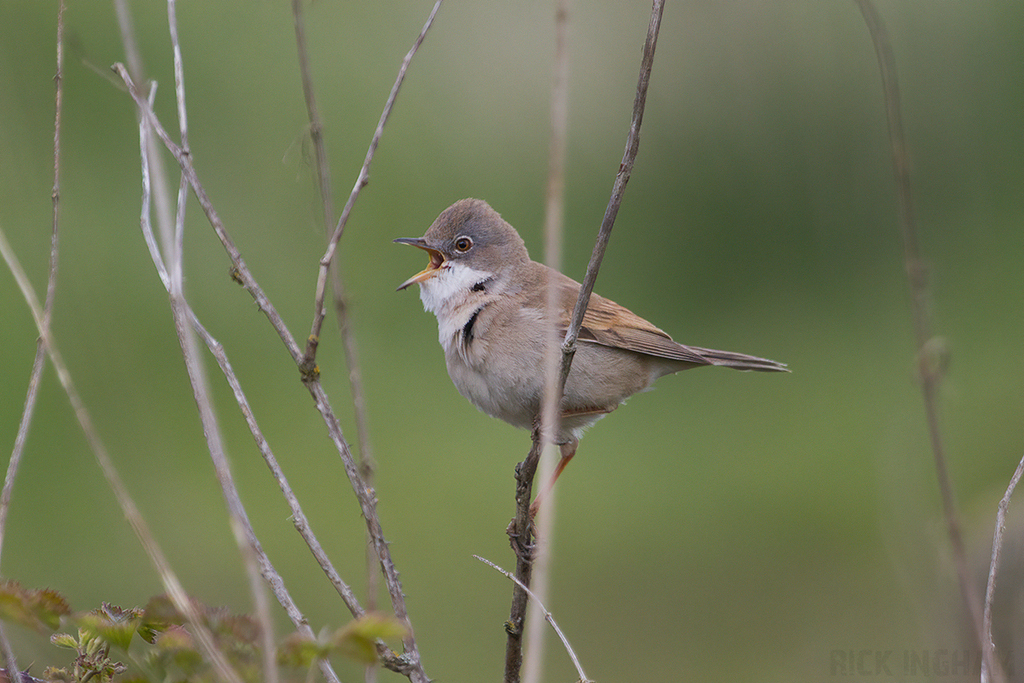 Common Whitethroat