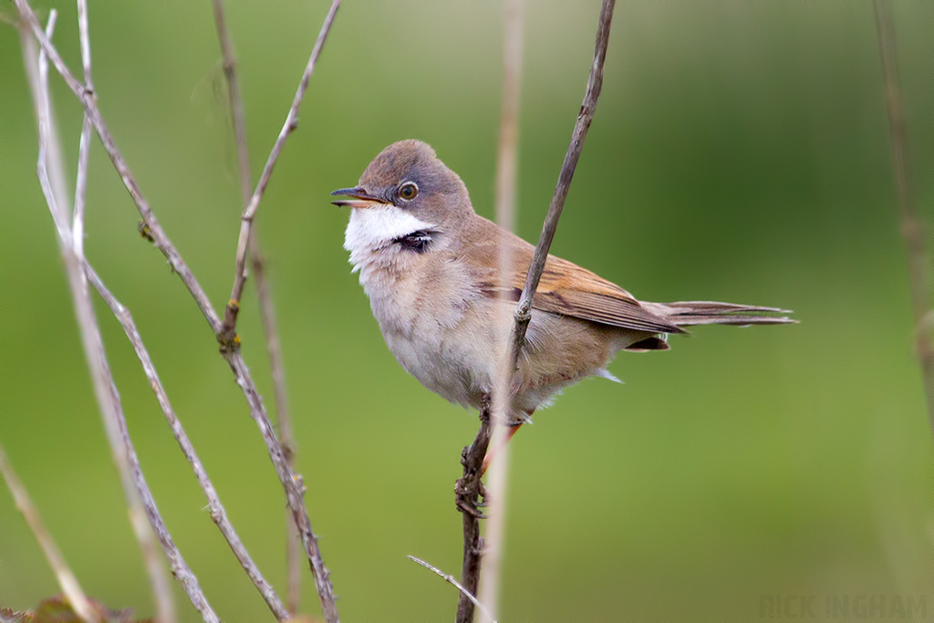 Common Whitethroat