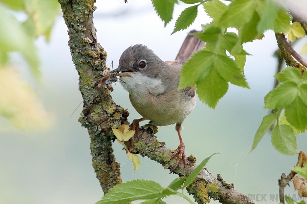 Common Whitethroat