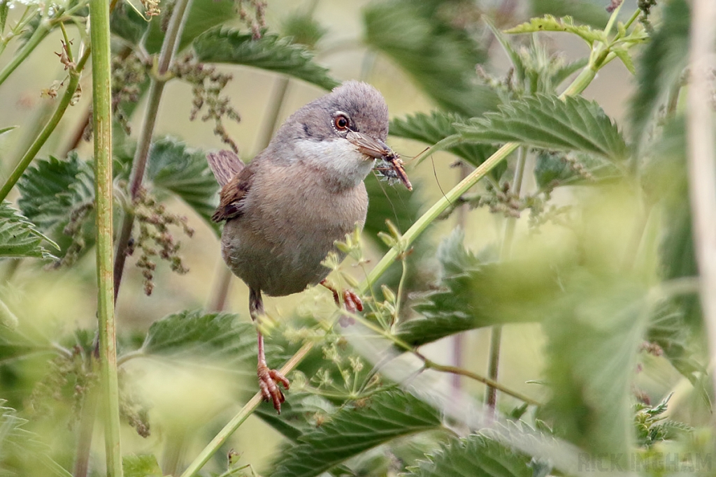 Common Whitethroat