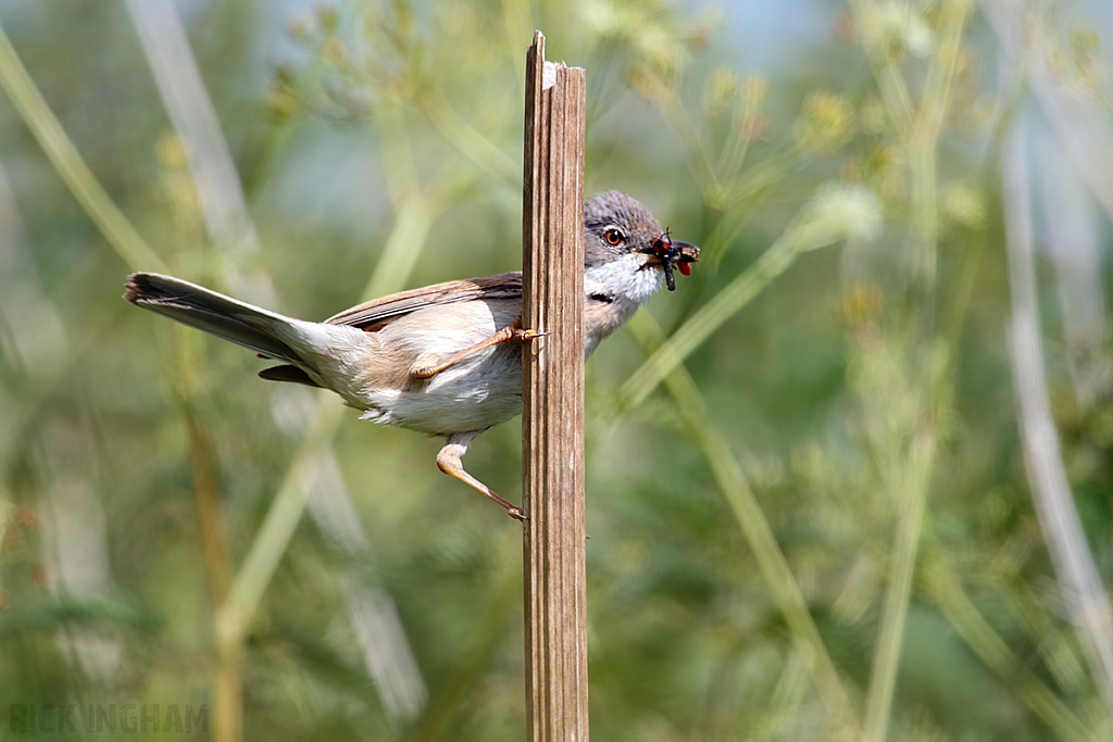 Common Whitethroat