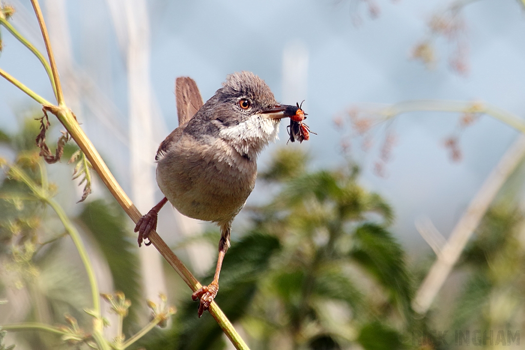 Common Whitethroat