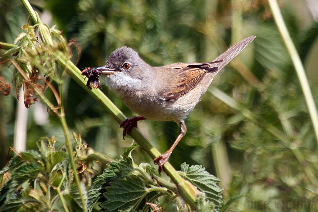 Common Whitethroat