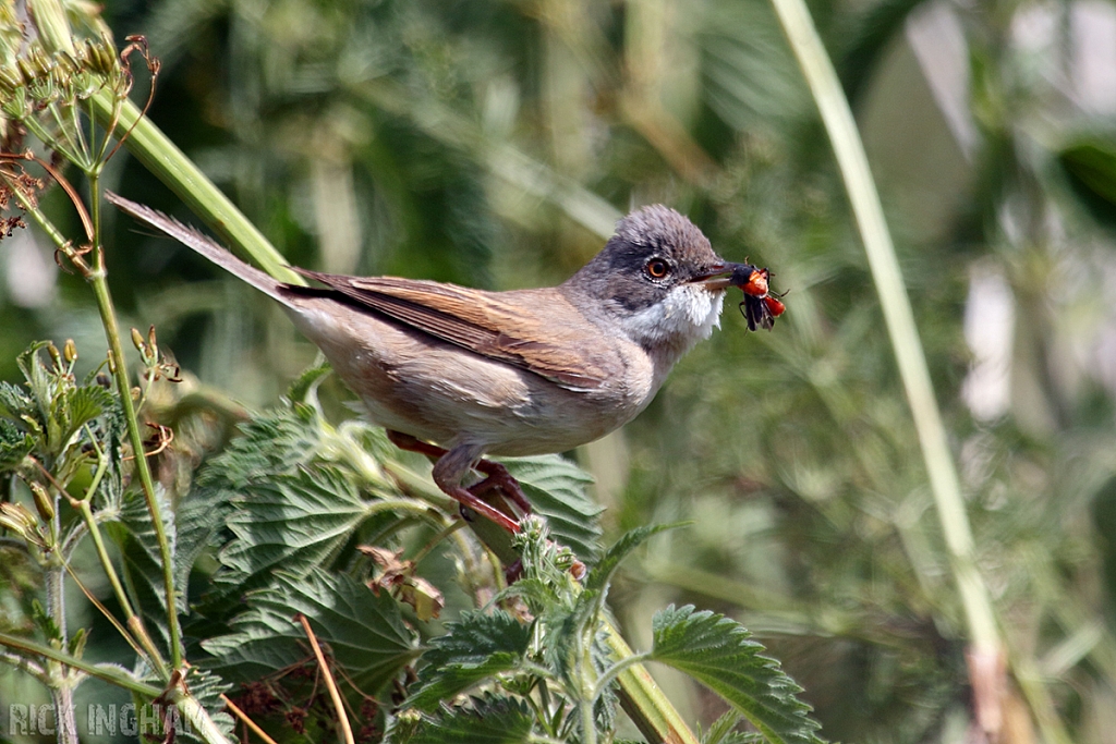 Common Whitethroat