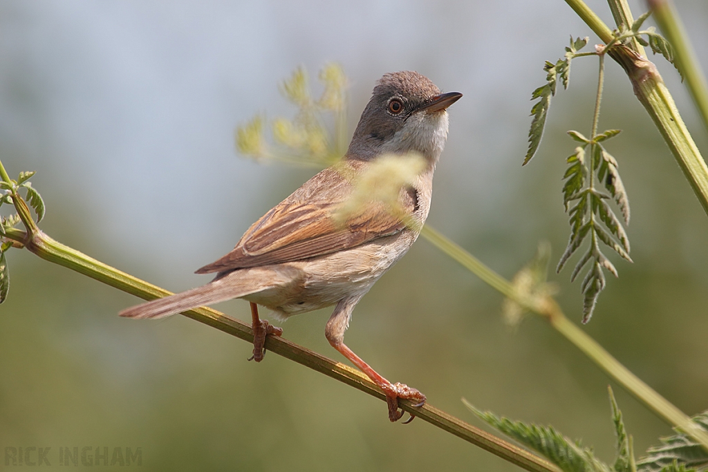 Common Whitethroat