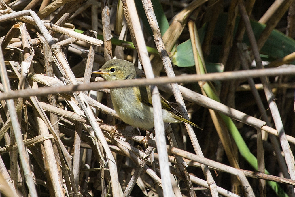 Willow Warbler