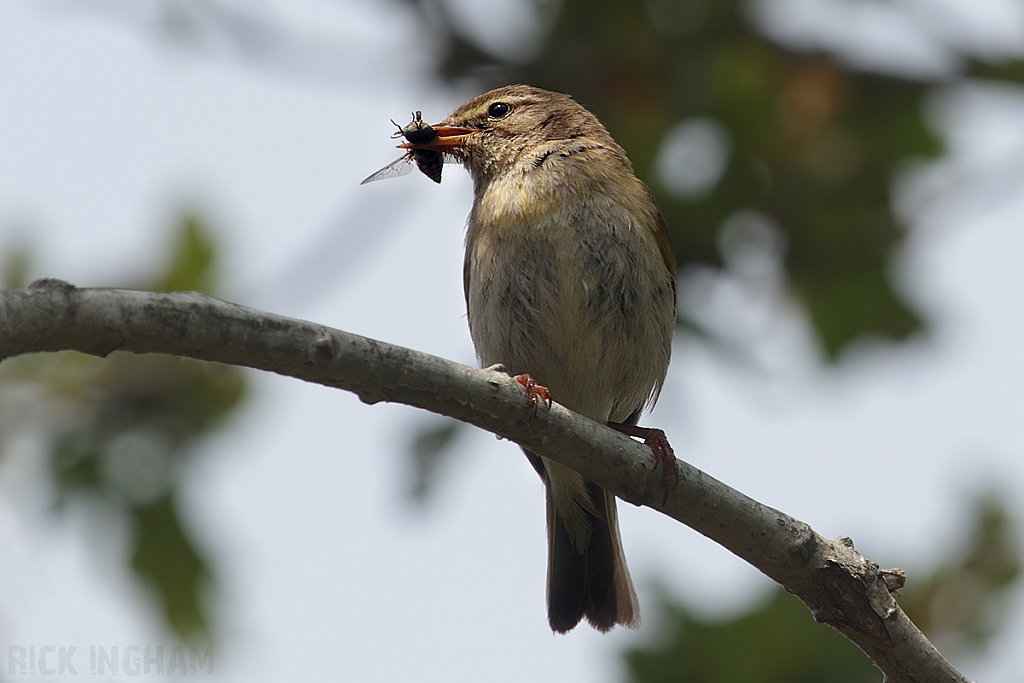 Willow Warbler