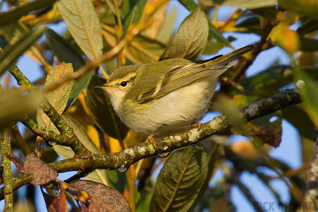Yellow-Browed Warbler