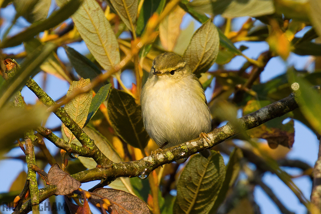 Yellow-Browed Warbler