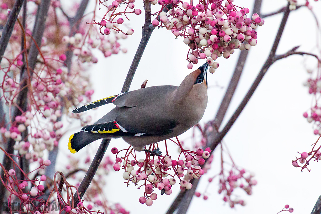 Bohemian Waxwing | Male