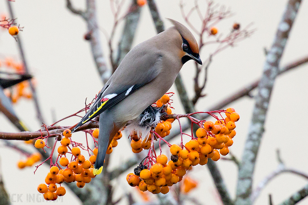 Bohemian Waxwing | Male