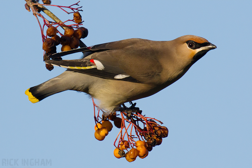 Bohemian Waxwing | Male