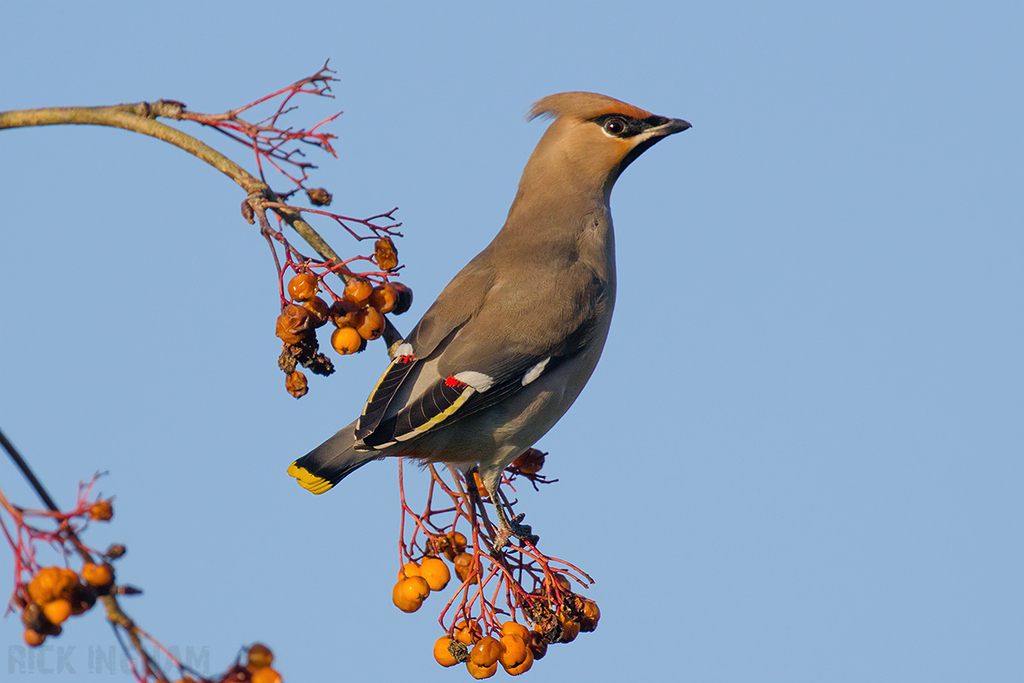 Bohemian Waxwing | Male