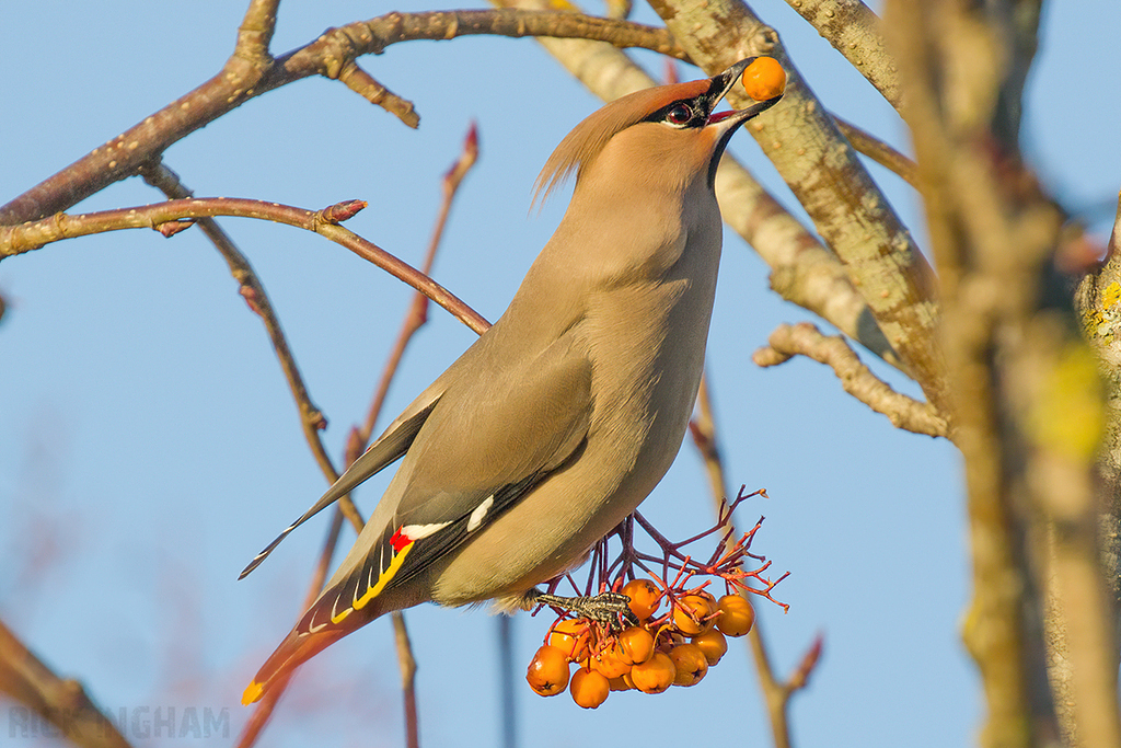 Bohemian Waxwing | Male
