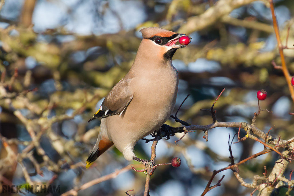 Bohemian Waxwing | Female