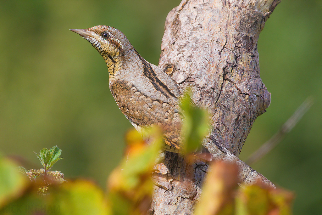 Eurasian Wryneck