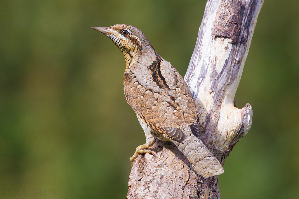 Eurasian Wryneck