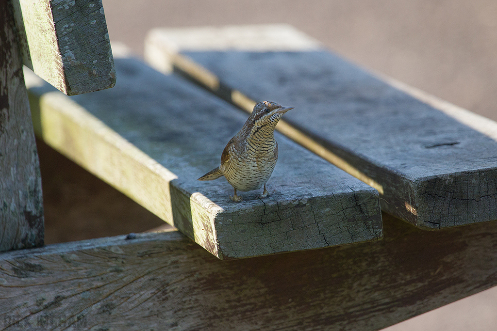 Eurasian Wryneck