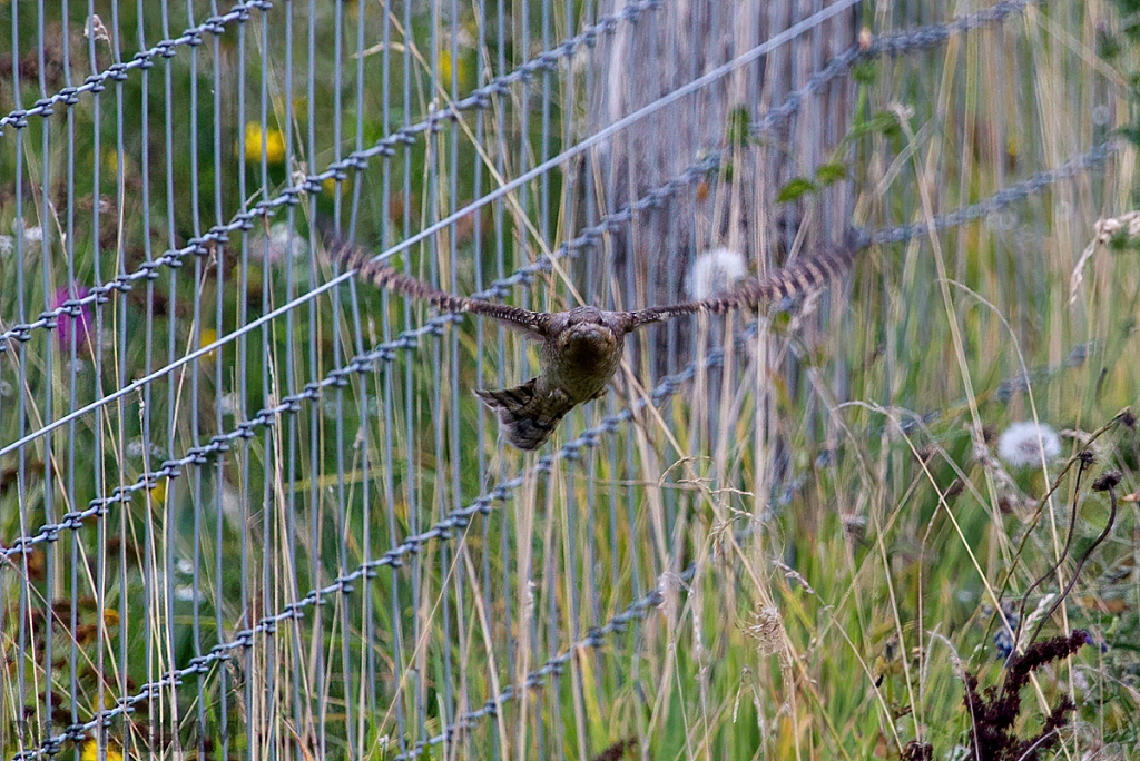 Eurasian Wryneck