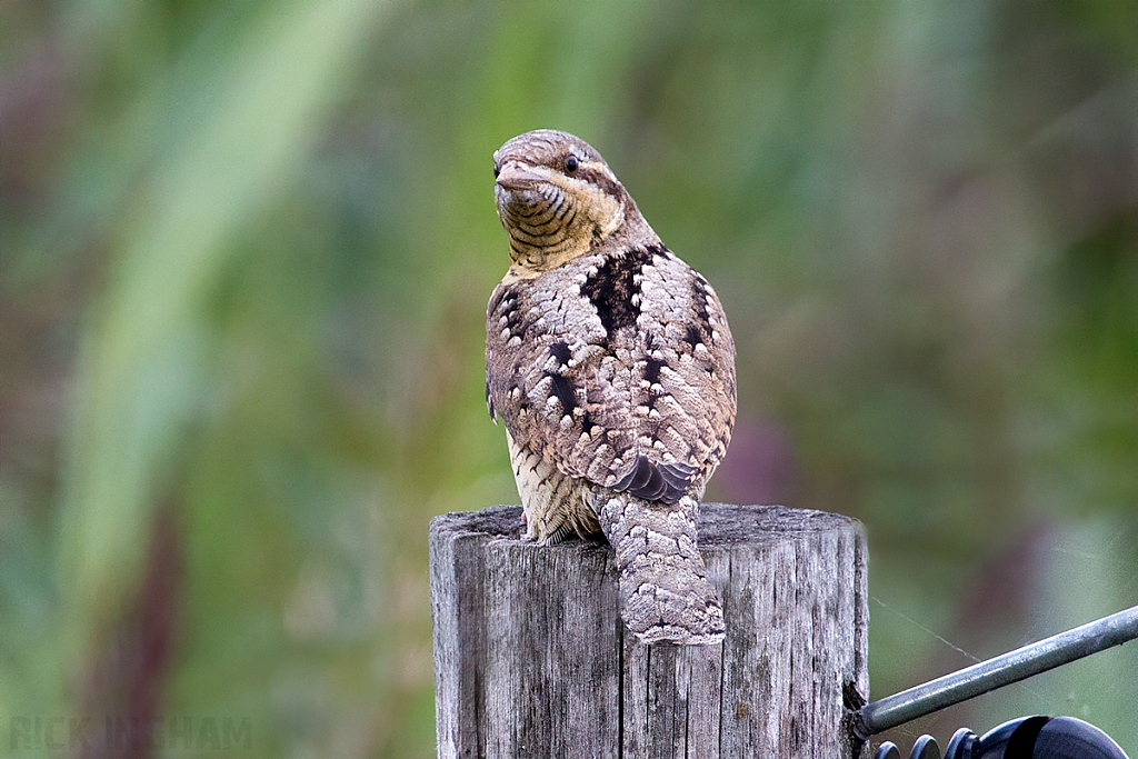 Eurasian Wryneck