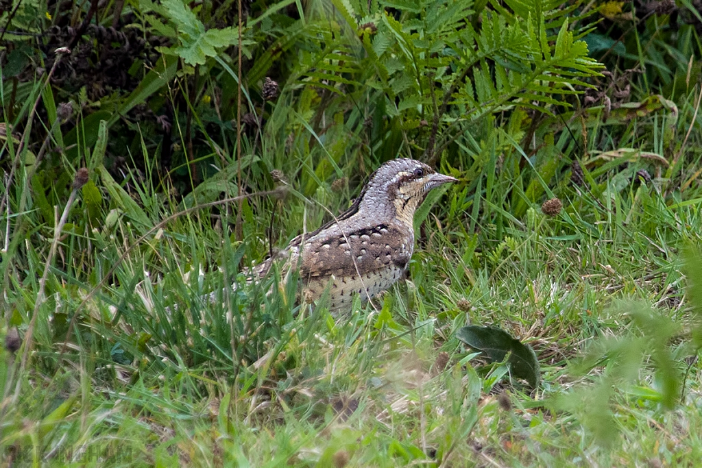 Eurasian Wryneck