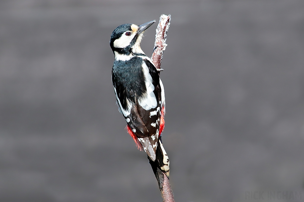 Great Spotted Woodpecker | Female