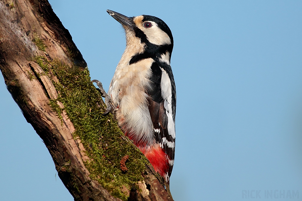 Great Spotted Woodpecker | Female