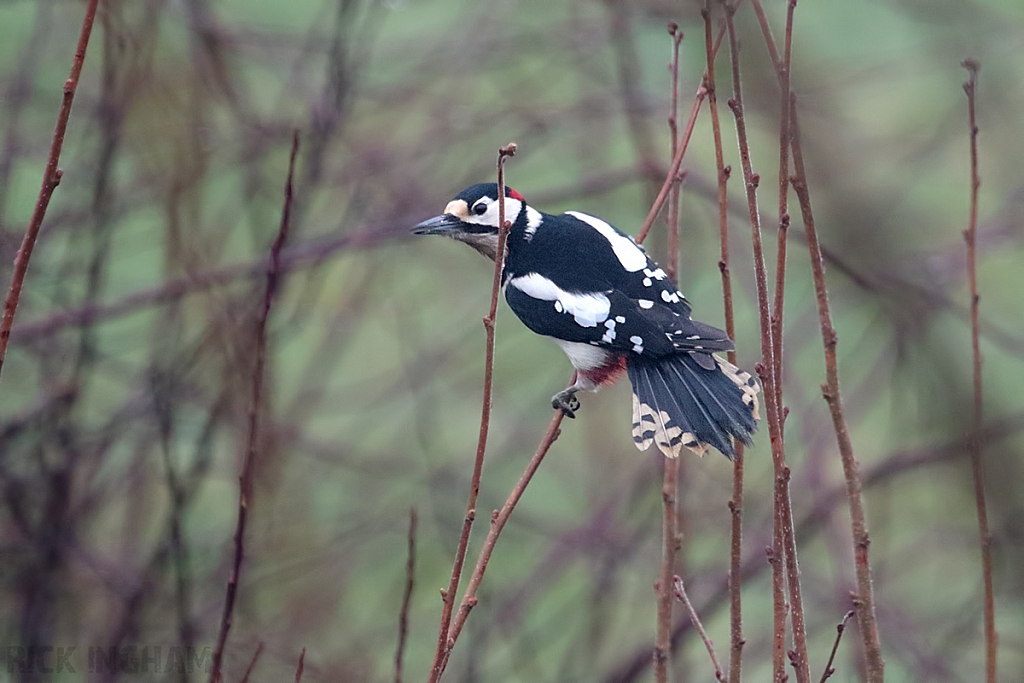 Great Spotted Woodpecker | Male