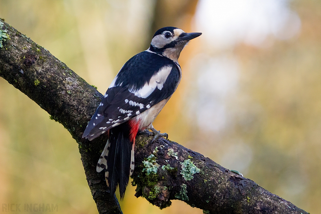 Great Spotted Woodpecker | Female