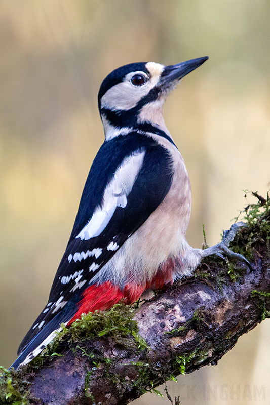 Great Spotted Woodpecker | Female