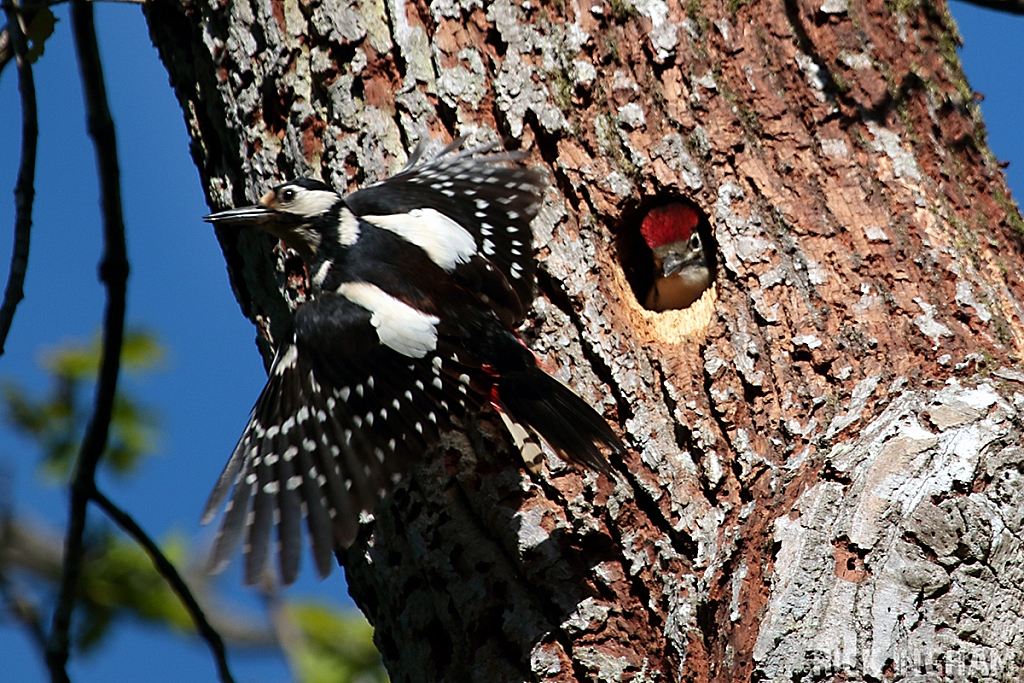 Great Spotted Woodpecker | Female