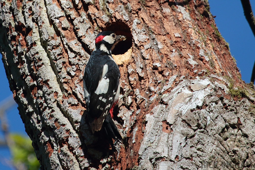 Great Spotted Woodpecker | Male