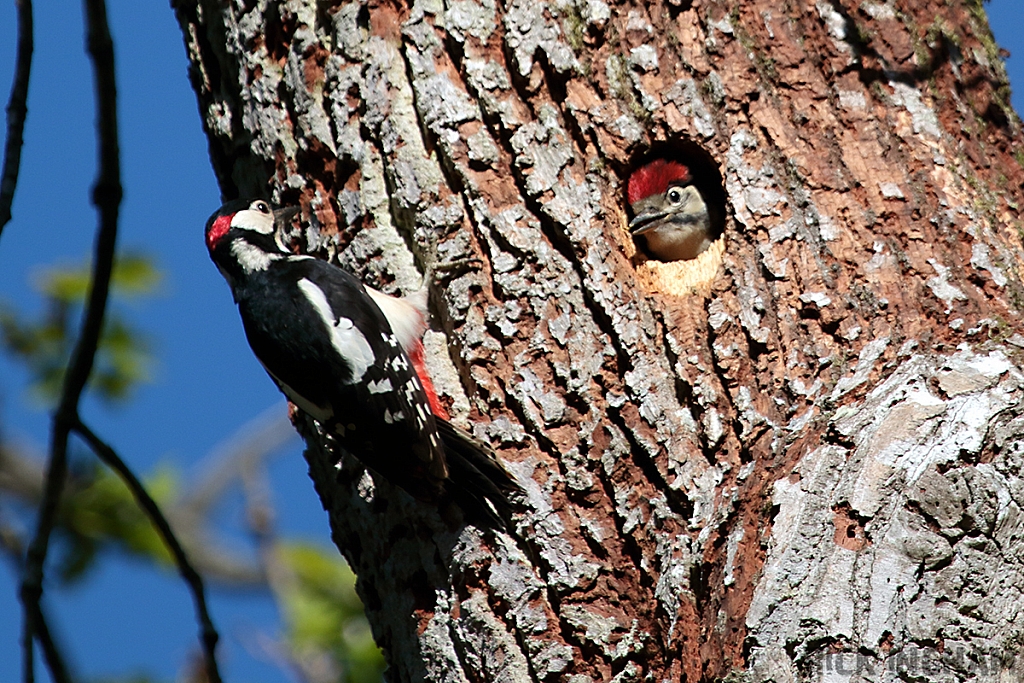 Great Spotted Woodpecker | Male