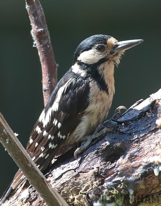 Great Spotted Woodpecker | Female